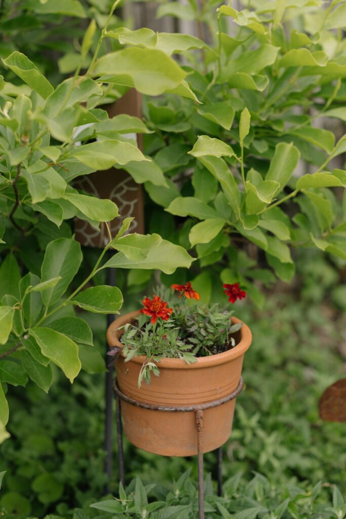 Marigolds and herbs in a terracotta pot under a magnolia tree